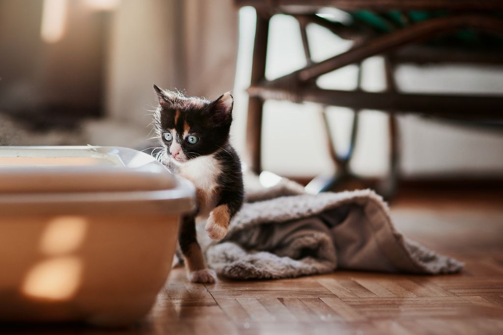 Kattunge bredvid kattlåda. 