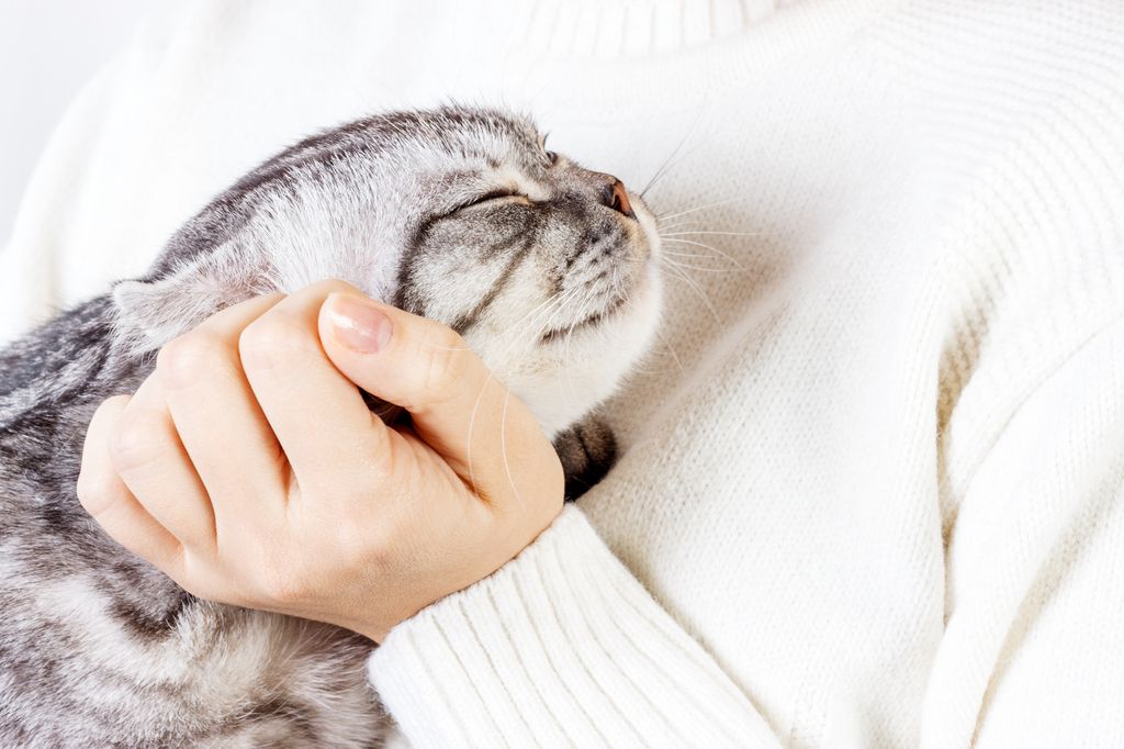 Ta för vana att regelbundet känna igenom din katt. 