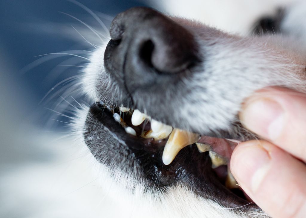 Personen lyfter på läppen på en hund för att visa hundens tänder.