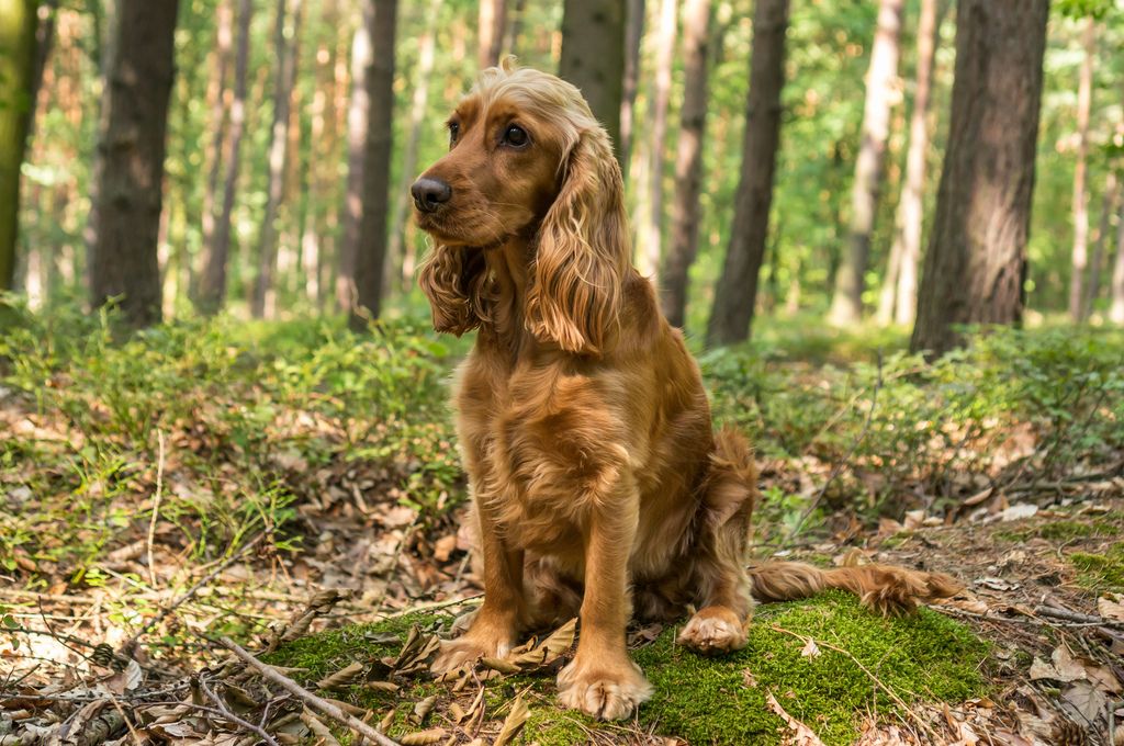 Engelsk cocker spaniel sitter i skogen.