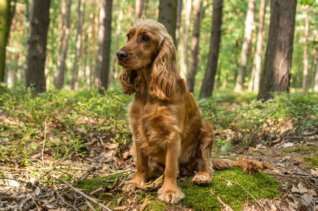 Engelsk cocker spaniel sitter i skogen.