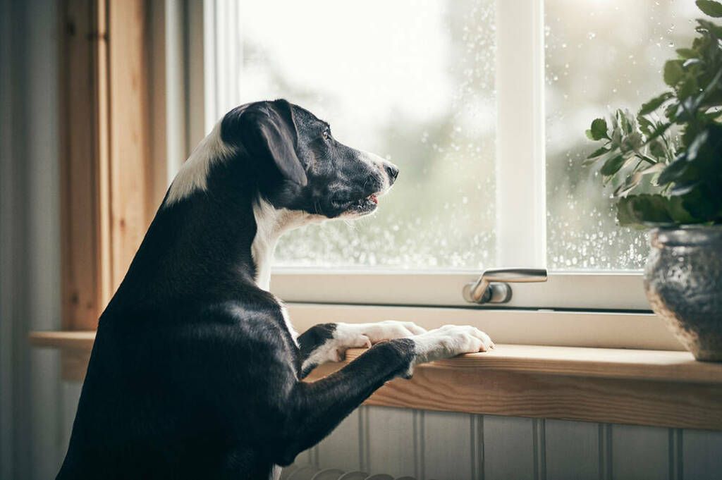 Frekvensen av veterinärbesök mellan åren 2016-2021 för blandraser jämfört med gruppen Alla Raser