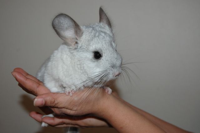 Chinchilla hålls i händerna