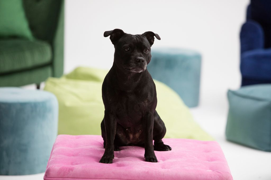 Staffordshire bullterrier (staffe) sitter fint på rosa kudde.