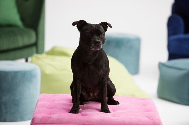 Staffordshire bullterrier (staffe) sitter fint på rosa kudde.