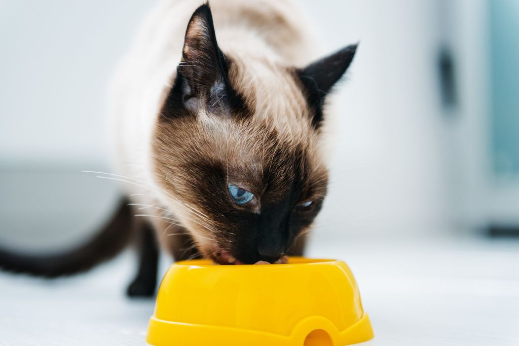 En katt äter ur en gul matskål