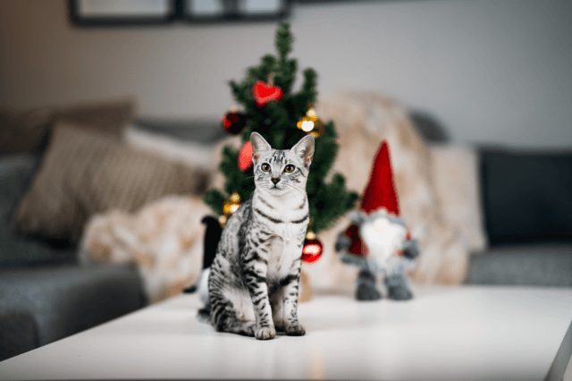 En stressfri jul för din katt