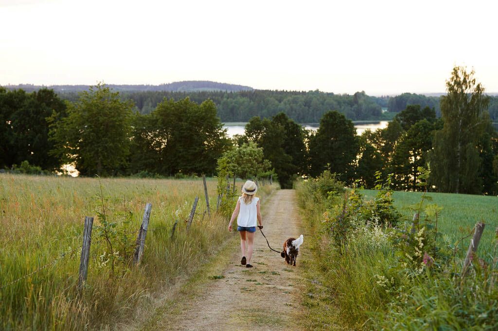 Hund som är ute på promenad på sommaren ska undvika att äta paddor.