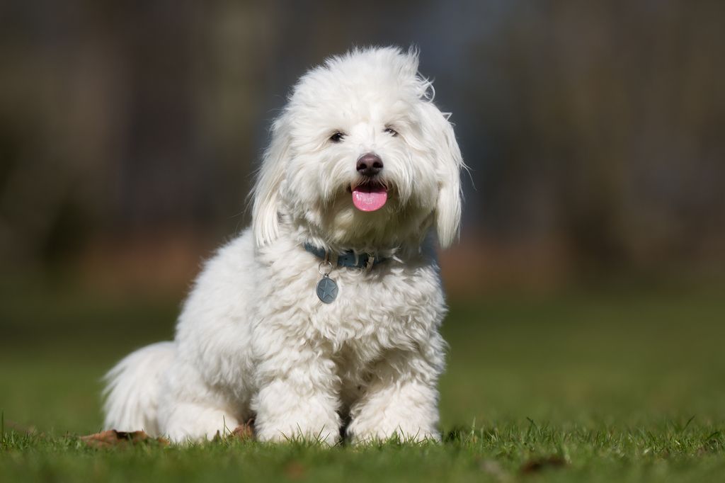 Coton de tuléar sitter i gräset.