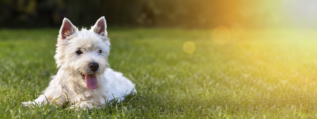 West highland white terrier ligger i gräset.