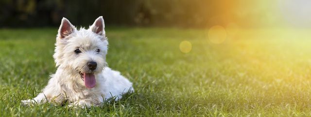 En vit hund ligger på gräset