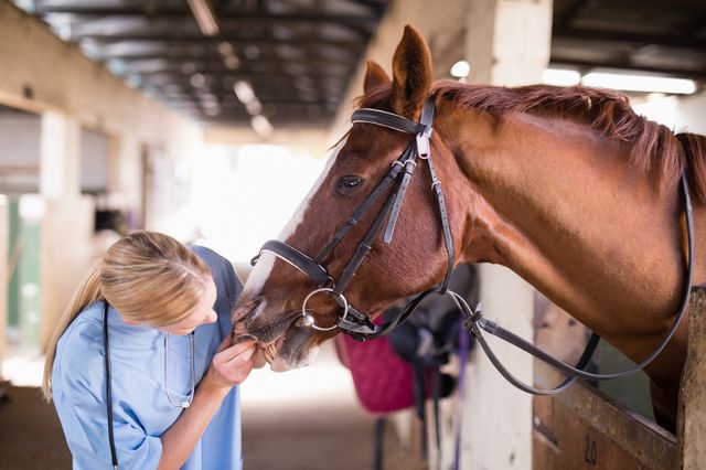 Veterinär undersöker hästens mun och tänder.
