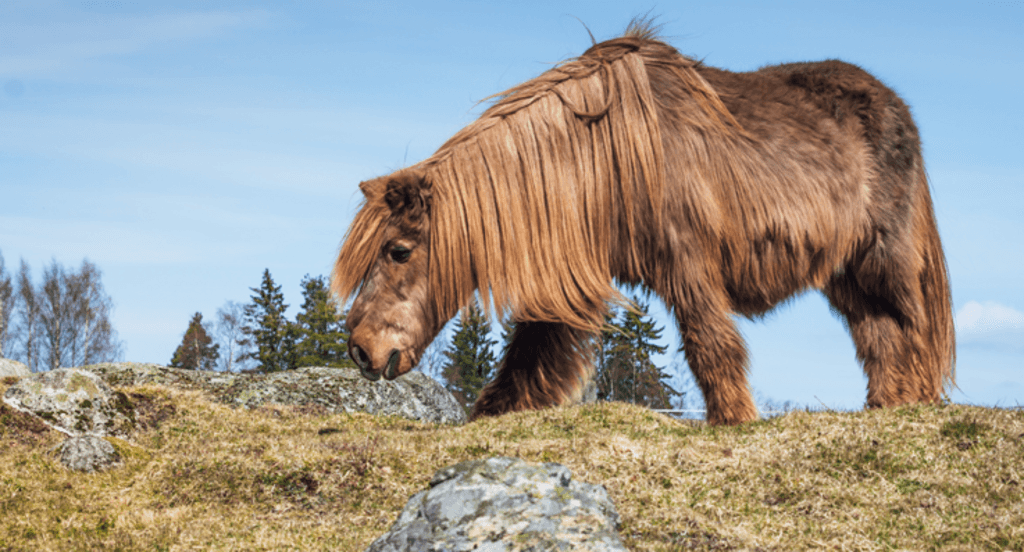 En ponny går och betar utomhus