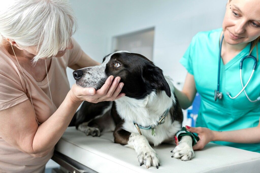 Vanligaste diagnoserna hos hund
