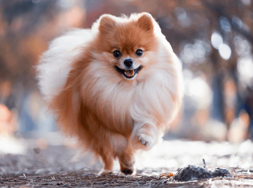 Pomeranian springer mot kameran.