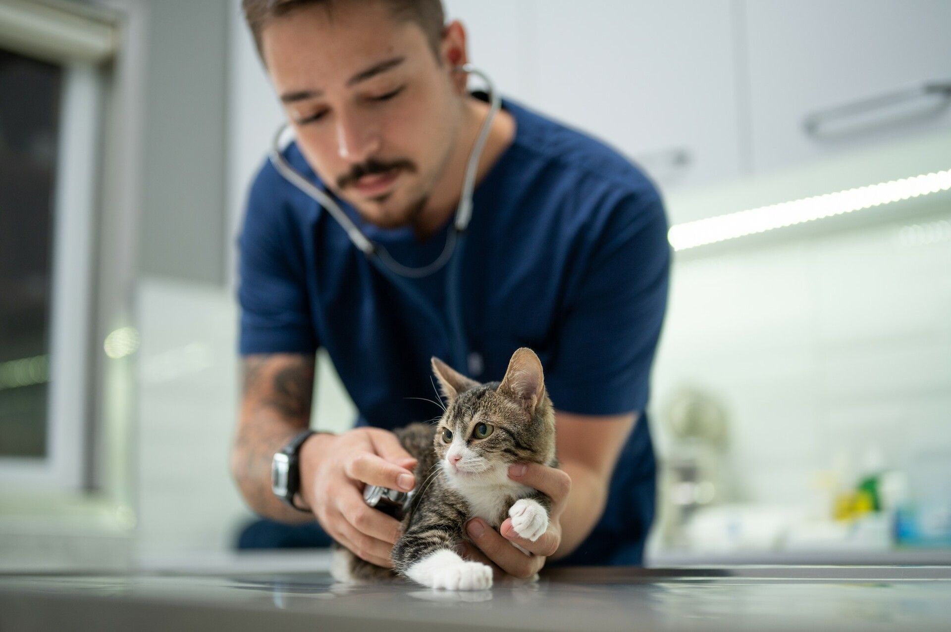 Veterinär lyssnar på katts hjärta