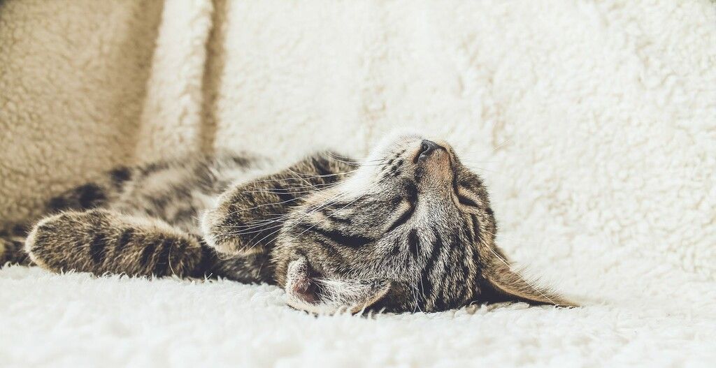 Katt som sover sina 16 timmar.