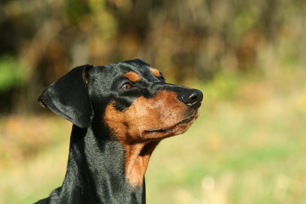  En svart och brun hund tittar uppmärksamt åt sidan utomhus.