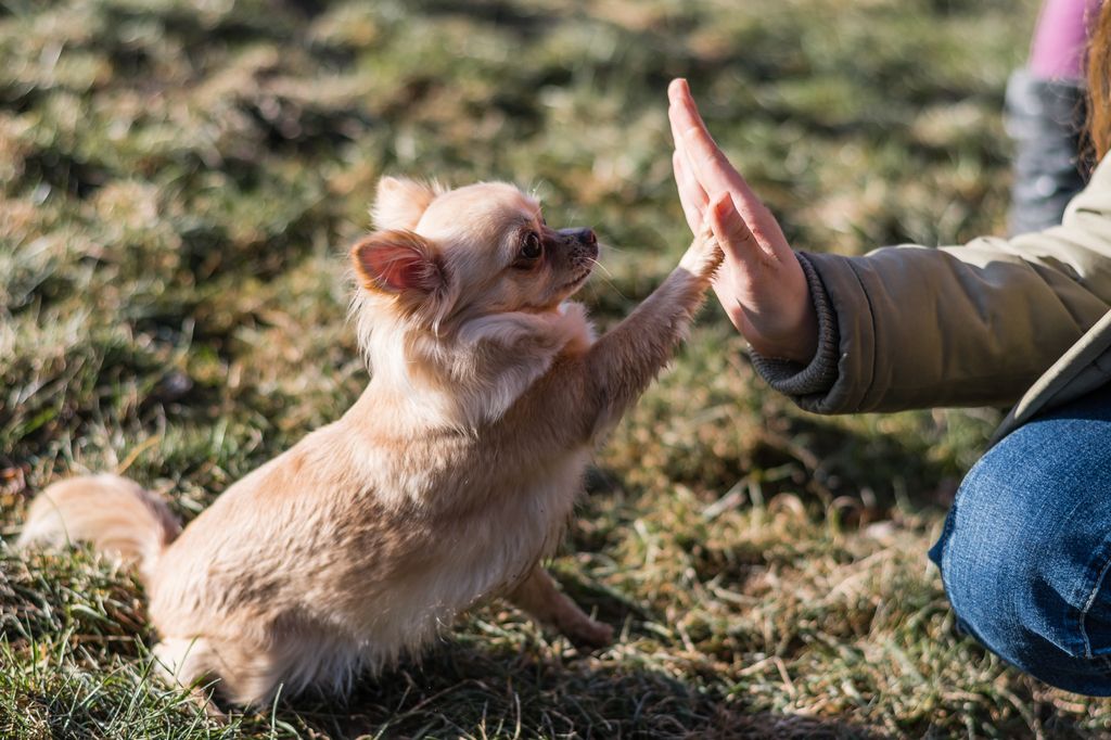 Hund och matte gör high five efter att ha tränat Rallylydnad.