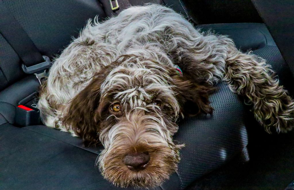 Hund ligger på baksätet i en bil