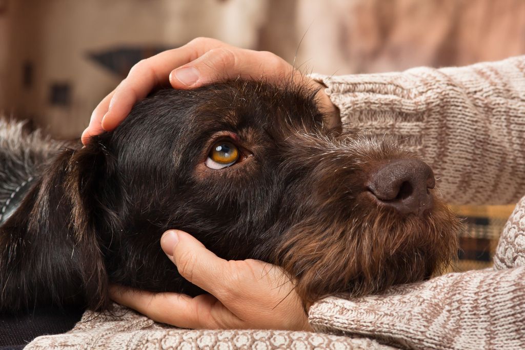 Hund blir klappad