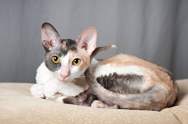 Cornish Rex är lättlärda och kan ofta lära sig att gå i koppel, olika trick och kommandon.