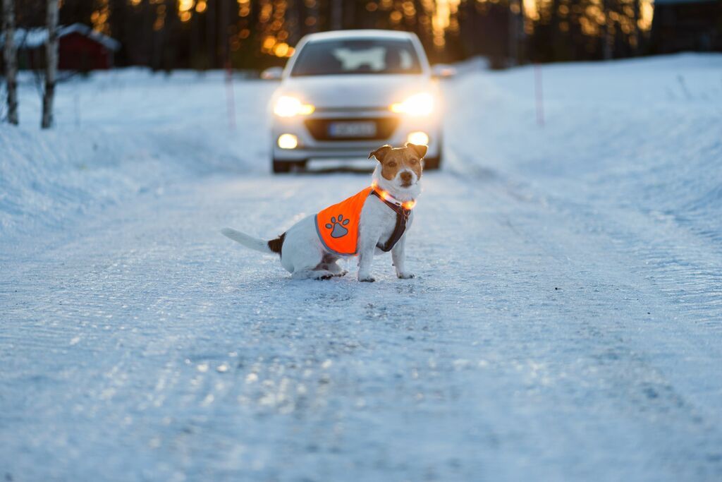 Reflexer räddar hundliv