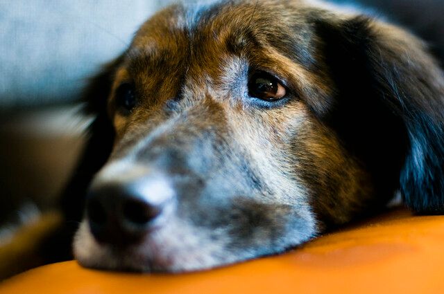 hund i närbild