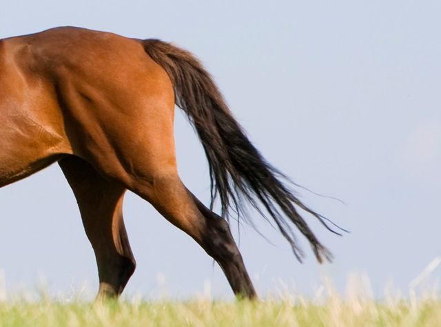 Ledinflammation är en vanlig diagnos hos häst.