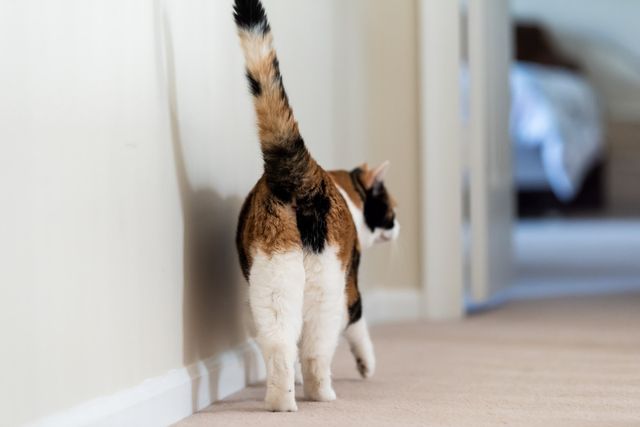 Katt rumpa