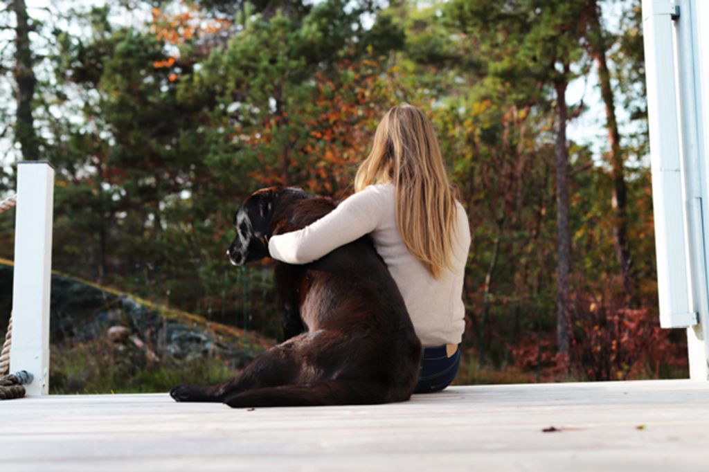 Gammal hund blir klappad.