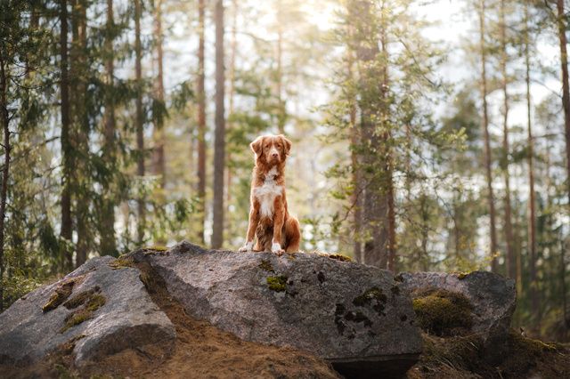 Berikning är viktigt för en lyckligare hund