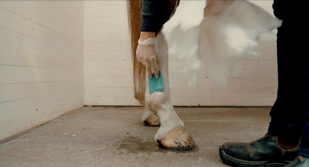Veterinär visar hur du skyddar såret, och behåller fuktigheten, med hjälp av ett bandage.