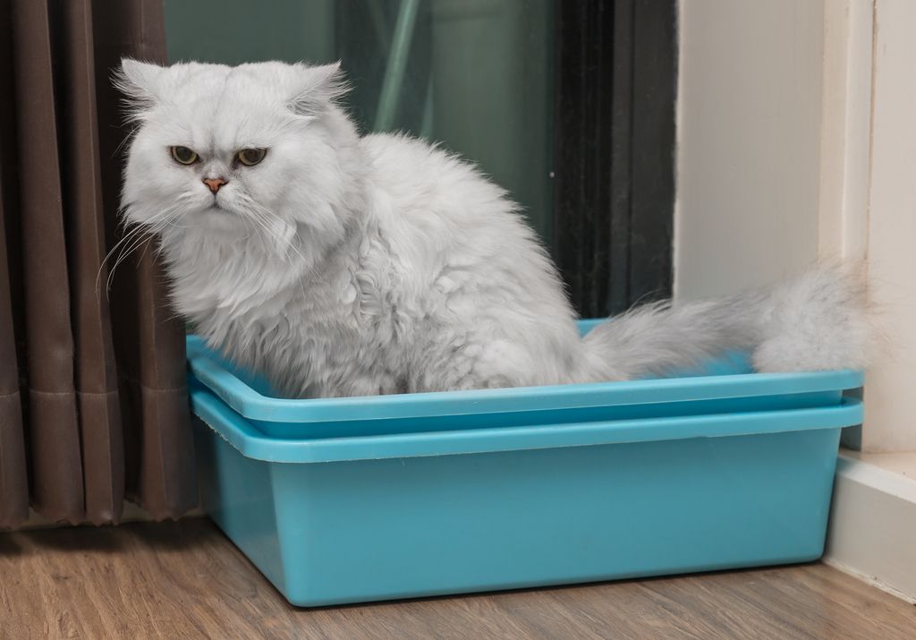 Urinstopp hos katt är mycket allvarligt