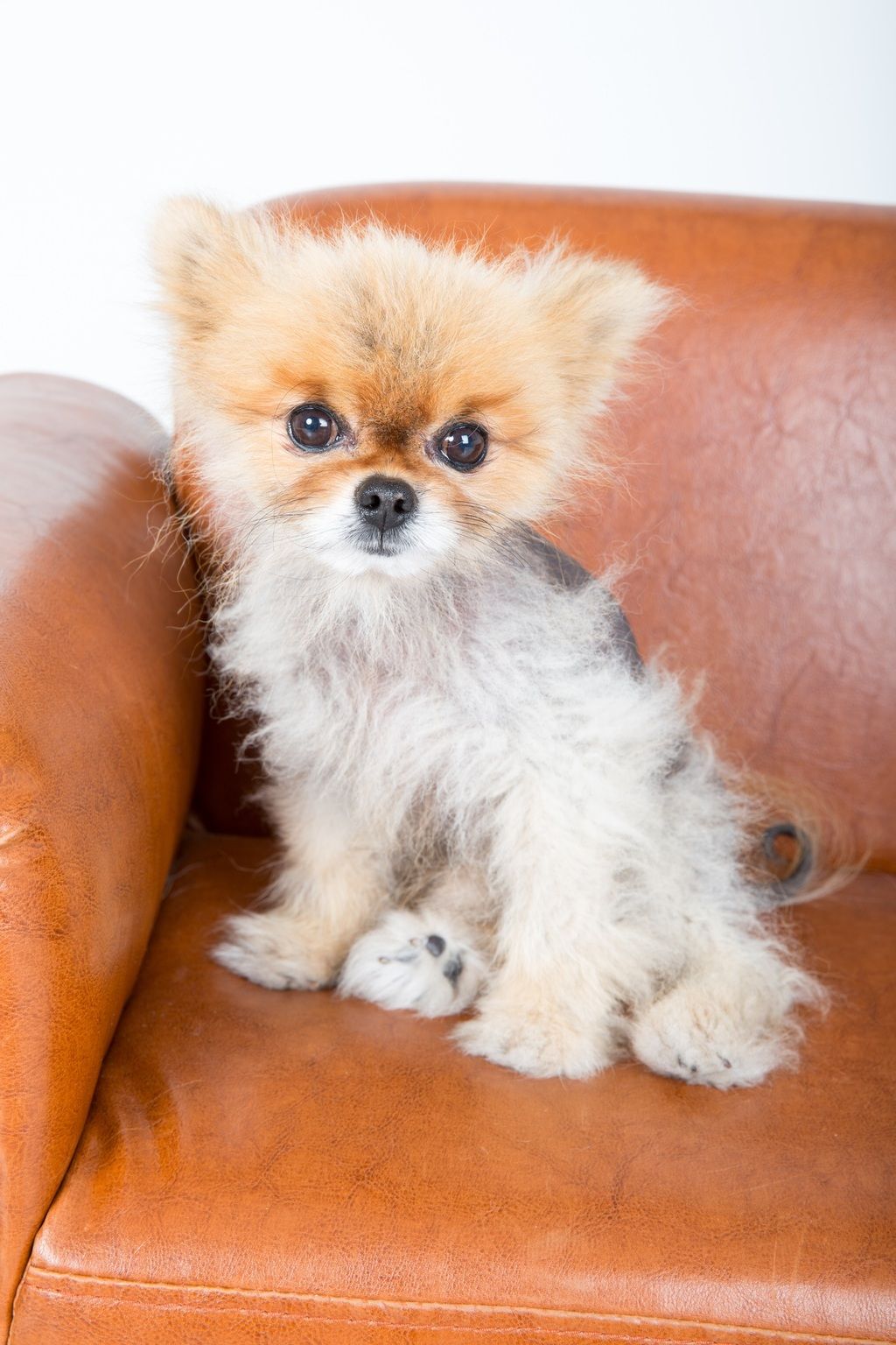 Pomeranian som drabbats av alopeci.