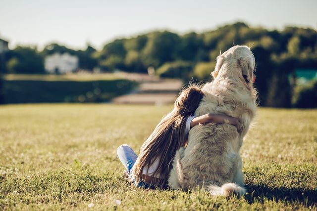 Golden Retrievers vanliga (och mindre vanliga) sjukdomar och skador