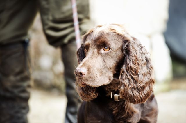 En brun hund med långa öron sitter i koppel bredvid en person