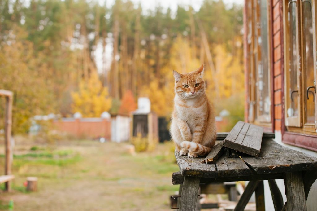 Hemlös katt på jakt efter ett nytt hem.