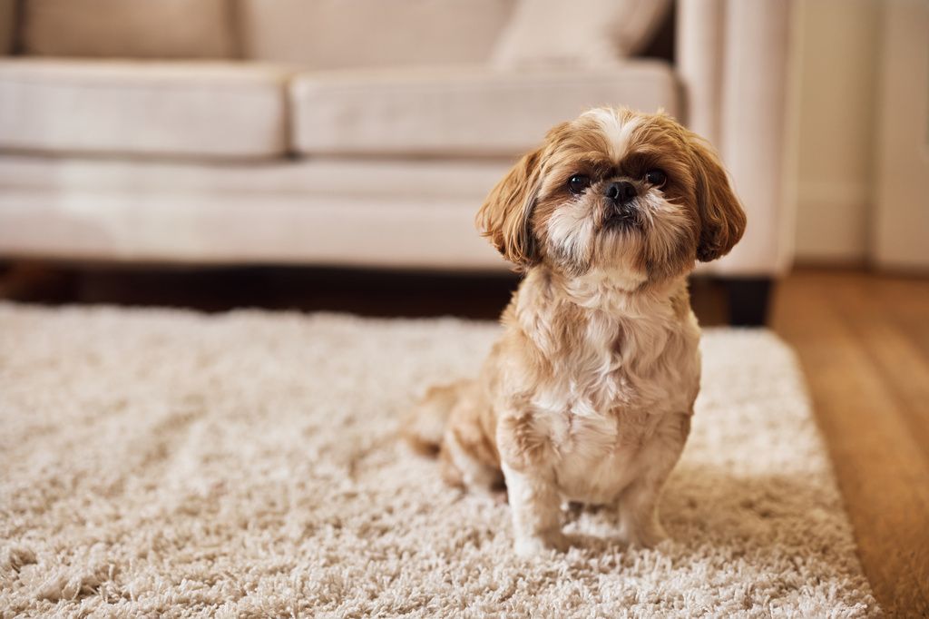 Shih tzu sitter på mattan i vardagsrummet.
