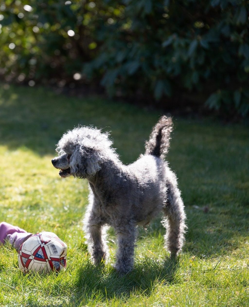 En grå, lockig hund står på gräset
