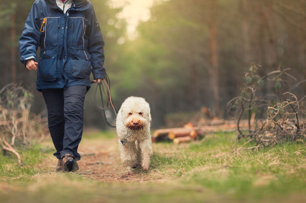 Manen promenerar med hund i skogen