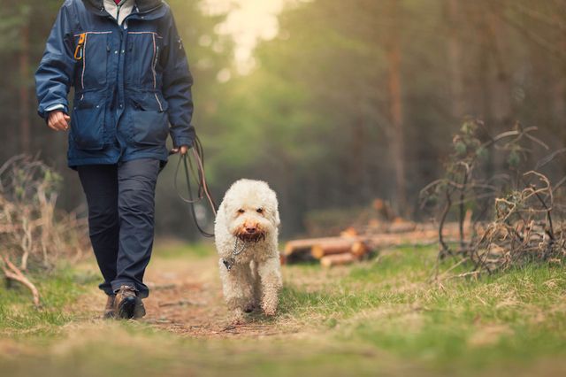 Manen promenerar med hund i skogen
