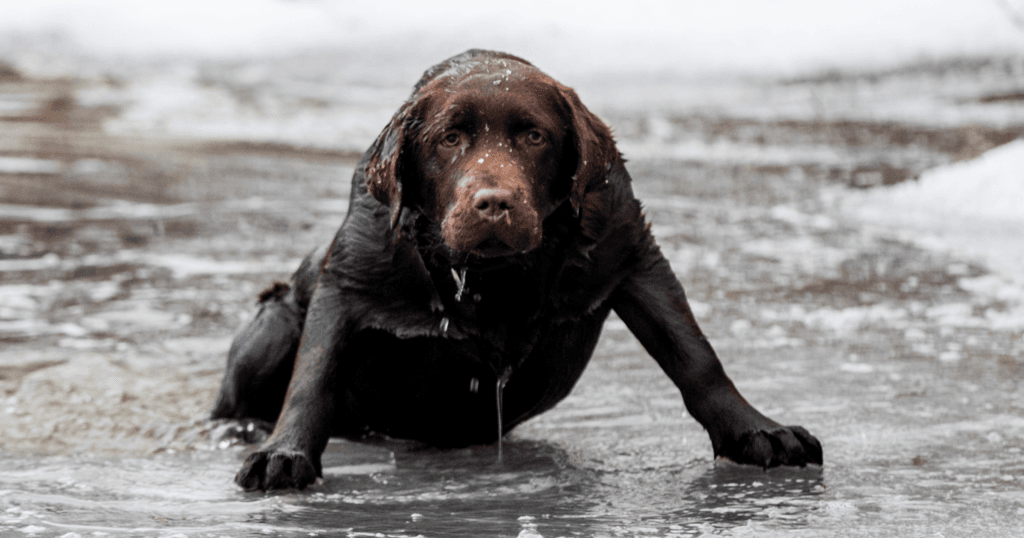 En blöt brun hund sitter på is