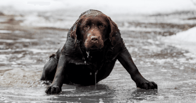 En blöt brun hund sitter på is