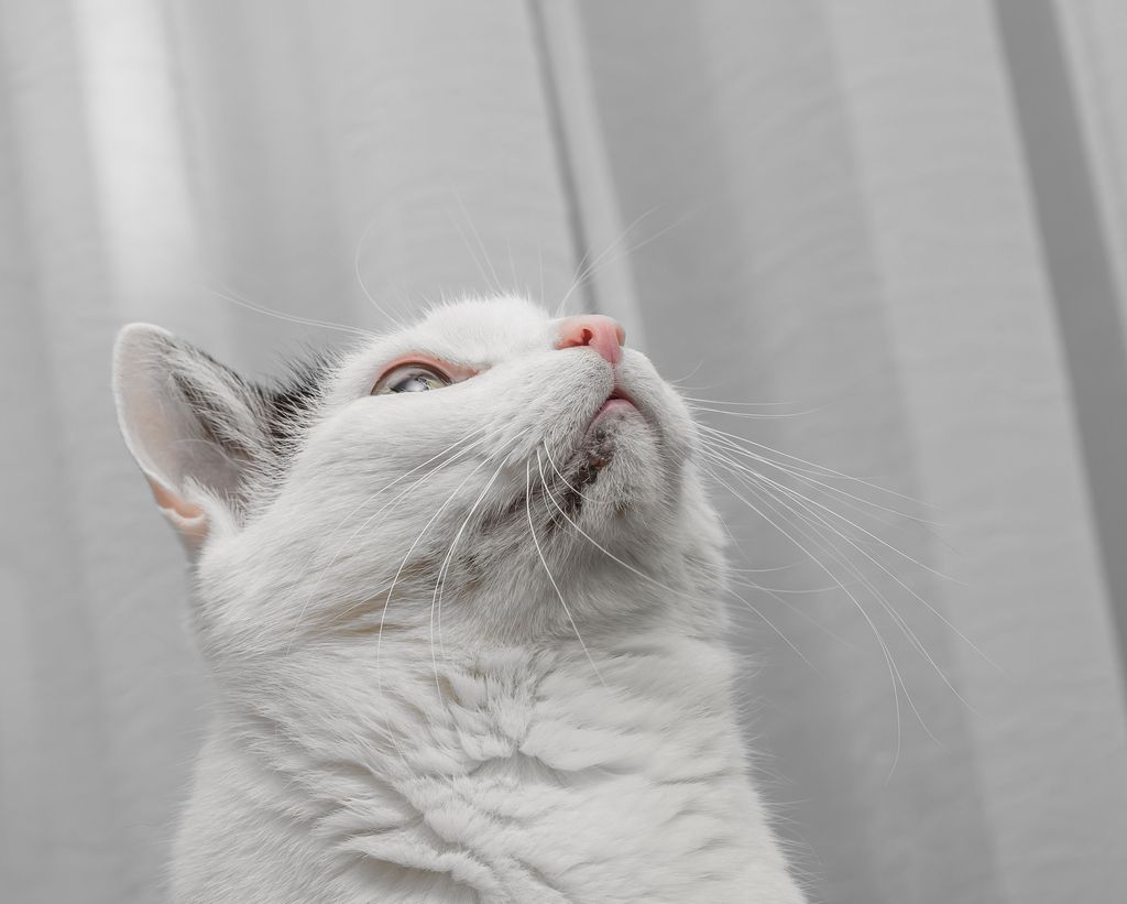 Katt med kattakne på hakan.