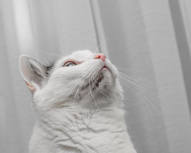 Katt med kattakne på hakan.