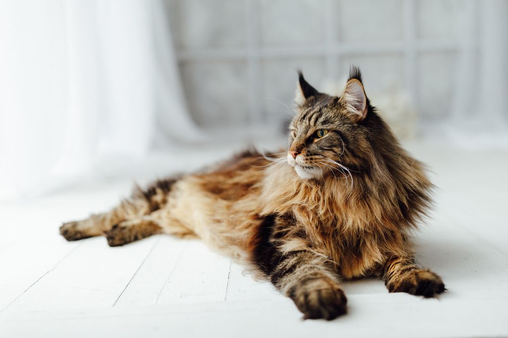 Maine coon är en av Sveriges topp tio vanligaste kattraser.