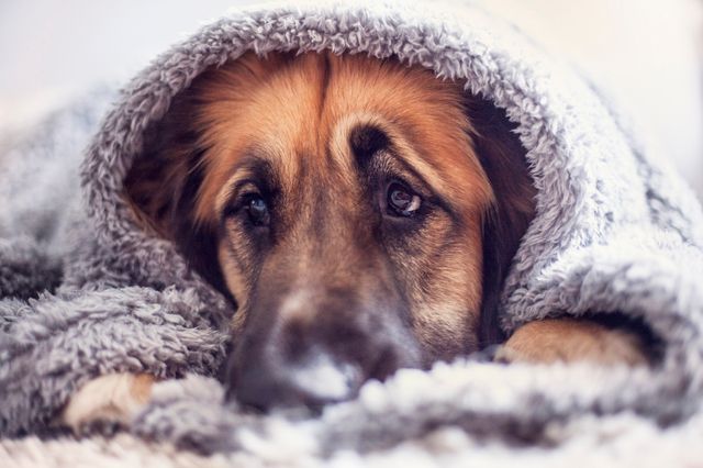 En skotträdd hund gömmer sig.