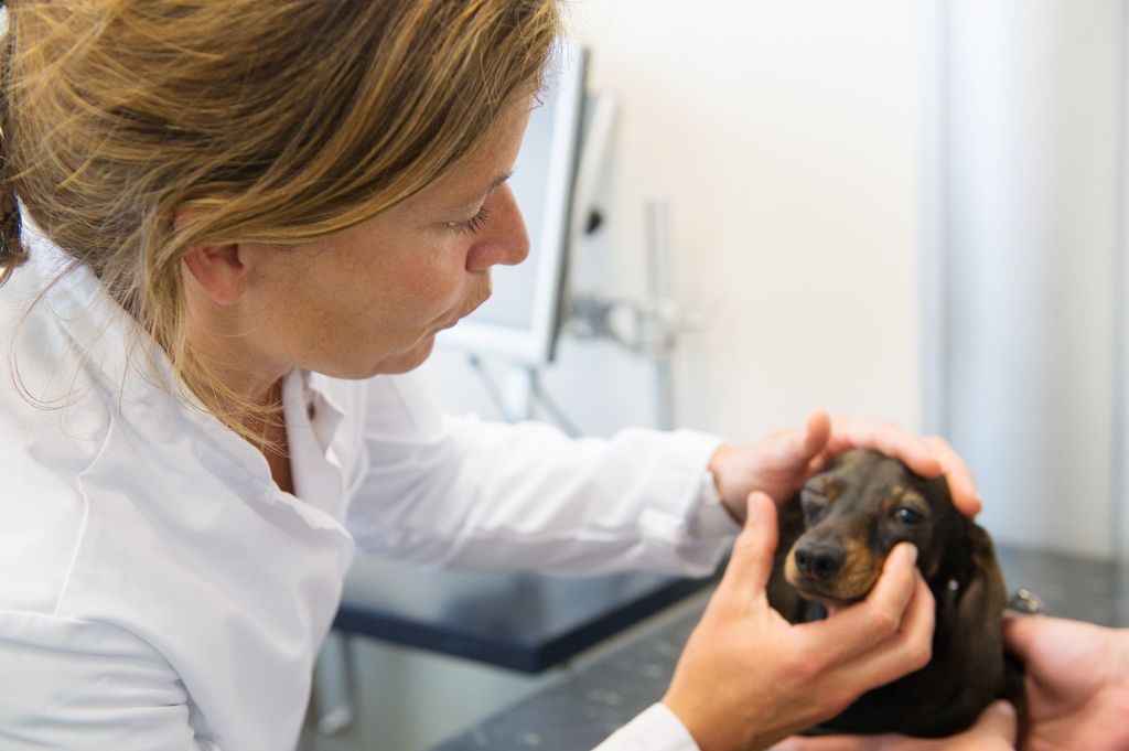 Hund får sina ögon undersökta av veterinär.