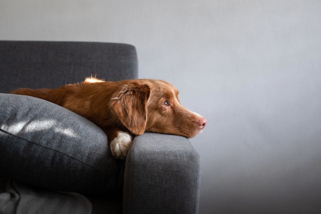 Armbågledsdysplasi hos hund